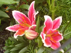 Stargazer