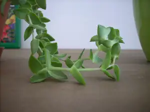 Lamiia — 25. července 2012