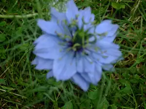 iris66 — 15. června 2010
