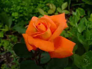 iris66 — 15. června 2010