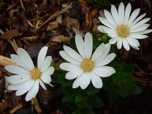 iris66 — 15. června 2010