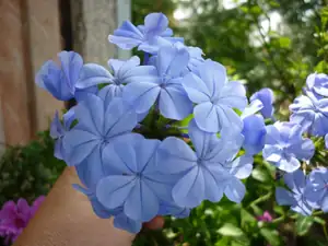 Plumbago