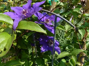 clematis...