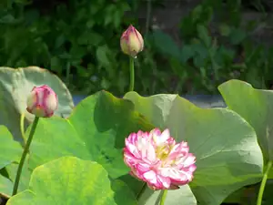 nelumbo pink fire