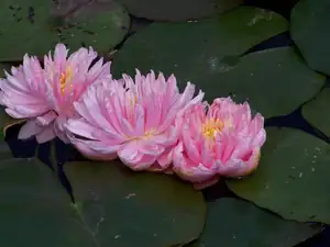 lili pond leknín