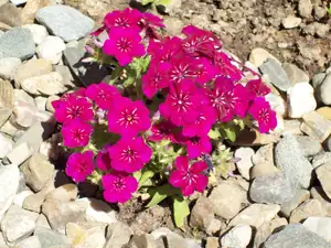 phlox