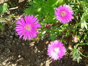 zářivka - delosperma