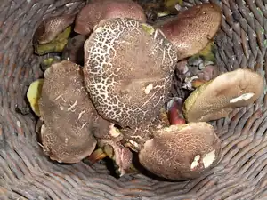 ráno jsem našla pár babek na smaženici