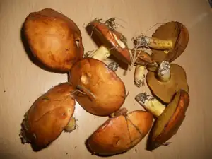 Našla jsem dnes na koupališti pod smrkem 🙂
