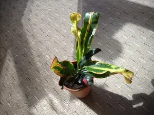 Kroton