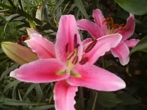 Stargazer