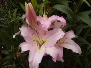 Pink Wish