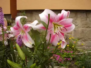 Maariee — 30. července 2012
