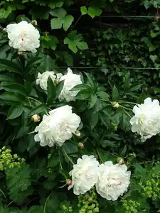 babičkovská pivoňka