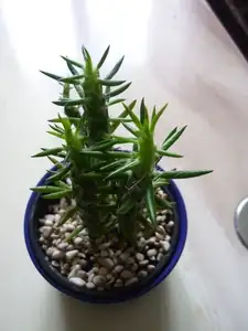 letos z Lefkády- opuntia subulata