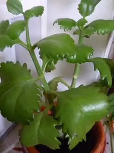 jeden druh kalanchoe