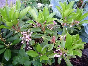 kalmia - mamota