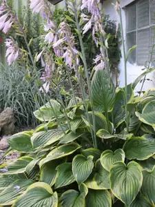 31.7.2012-Hosta