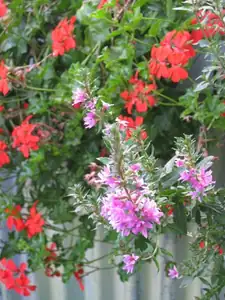 31.7.2012-Kyprej vrbice