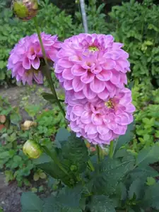 31.7.2012-Jiřina