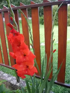 31.7.2012-Gladiol