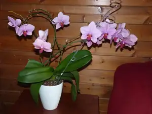 orchidej...