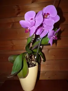 orchidej...