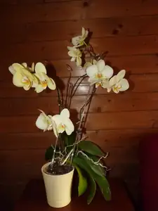 tuto jsem dostala od mé dcery a nepřetržitě kvete už 3 roky...