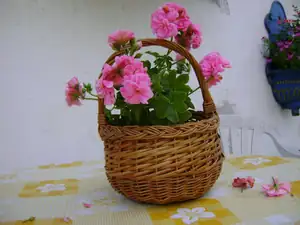 Kocour