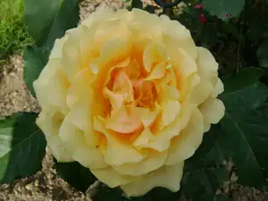 Karamela