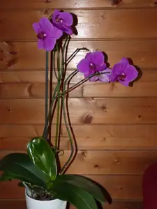 orchidej...