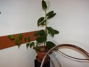 fíkus-miminko...