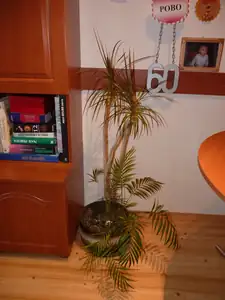 dracena,které je 11 let...na jaře jsem ji radikálně seřízla a už se snaží obrůst...