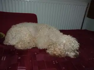 Reninka to má pod dohledem...jen se dělá,že spí...