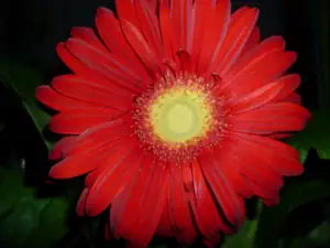Gerbera.