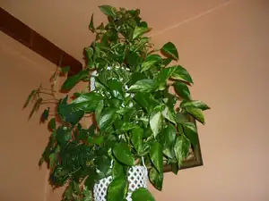 Pothos zavěšeny na stropě