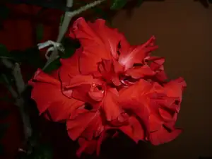 Ibišek