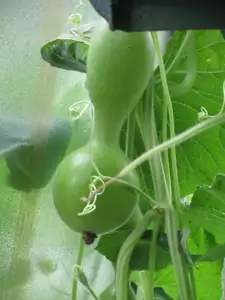 zkusila jsem pěstovat indickou okurku