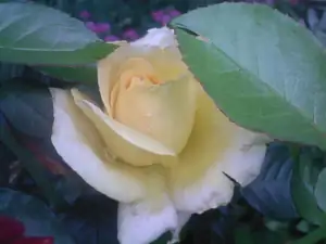 ludmila60 — 3. srpna 2012