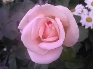 ludmila60 — 3. srpna 2012