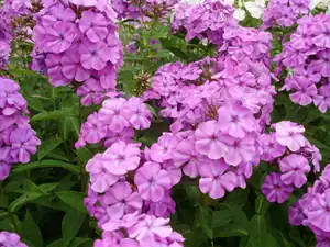 Phlox