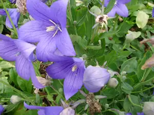 Boubelík