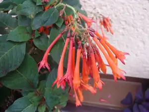 Fuchsie
