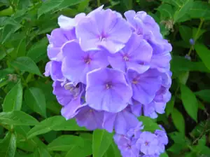 Phlox
