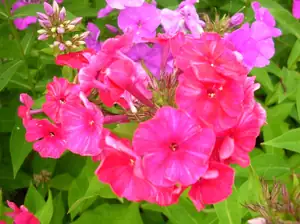 Phlox