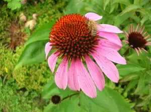 Rudbegie