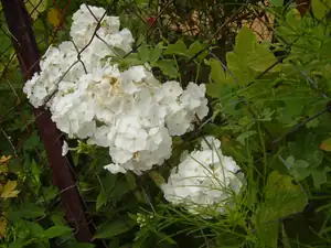 Flox