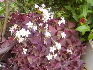 Oxalis