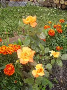 Maariee — 5. srpna 2012