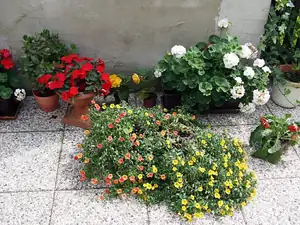 v pravu je chudinka gerbera,kterou jsem koupila v Obi za celých 9 kč,doufám,že jí vzpamatuji